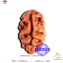 Load image into Gallery viewer, 2 Mukhi Rudraksha from Indonesia - Bead No. 200