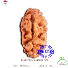 Load image into Gallery viewer, 2 Mukhi Rudraksha from Indonesia - Bead No. 204