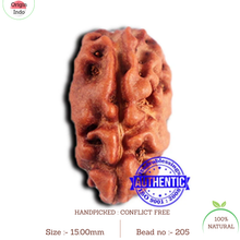 Load image into Gallery viewer, 2 Mukhi Rudraksha from Indonesia - Bead No. 205