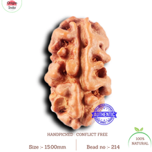 Load image into Gallery viewer, 2 Mukhi Rudraksha from Indonesia - Bead No. 214