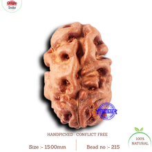 Load image into Gallery viewer, 2 Mukhi Rudraksha from Indonesia - Bead No. 215
