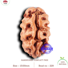 Load image into Gallery viewer, 2 Mukhi Rudraksha from Indonesia - Bead No. 229