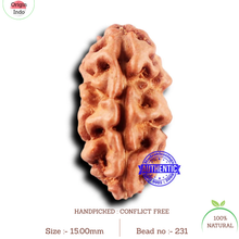 Load image into Gallery viewer, 2 Mukhi Rudraksha from Indonesia - Bead No. 231