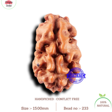Load image into Gallery viewer, 2 Mukhi Rudraksha from Indonesia - Bead No. 233