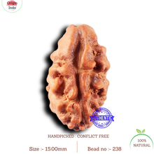 Load image into Gallery viewer, 2 Mukhi Rudraksha from Indonesia - Bead No. 238