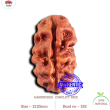 Load image into Gallery viewer, 2 Mukhi Rudraksha from Indonesia - Bead No. 192