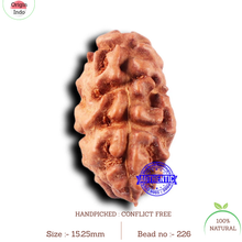 Load image into Gallery viewer, 2 Mukhi Rudraksha from Indonesia - Bead No. 226