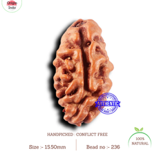 Load image into Gallery viewer, 2 Mukhi Rudraksha from Indonesia - Bead No. 236