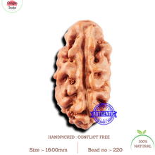Load image into Gallery viewer, 2 Mukhi Rudraksha from Indonesia - Bead No. 220