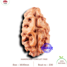Load image into Gallery viewer, 2 Mukhi Rudraksha from Indonesia - Bead No. 230