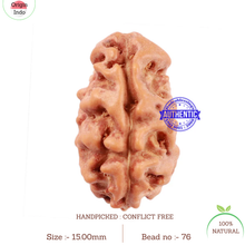 Load image into Gallery viewer, 2 Mukhi Rudraksha from Indonesia - Bead No. 76