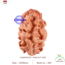 Load image into Gallery viewer, 2 Mukhi Rudraksha from Indonesia - Bead No. 100