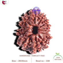 Load image into Gallery viewer, 12 Mukhi Nepalese Rudraksha - Bead No. 108