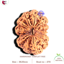 Load image into Gallery viewer, 12 Mukhi Nepalese Rudraksha - Bead No 270