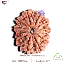 Load image into Gallery viewer, 12 Mukhi Nepalese Rudraksha - Bead No. 317