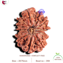 Load image into Gallery viewer, 12 Mukhi Nepalese Rudraksha - Bead No 359