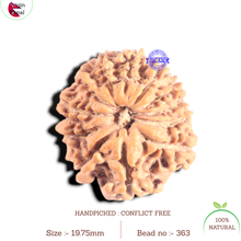 Load image into Gallery viewer, 12 Mukhi Nepalese Rudraksha - Bead No 363