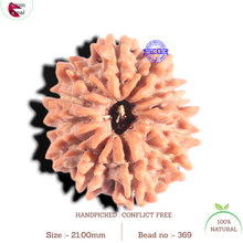 Load image into Gallery viewer, 12 Mukhi Nepalese Rudraksha - Bead No 369