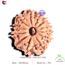Load image into Gallery viewer, 12 Mukhi Nepalese Rudraksha - Bead No 371
