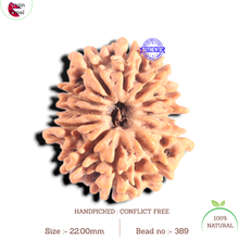 Load image into Gallery viewer, 12 Mukhi Nepalese Rudraksha - Bead No 389