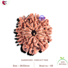 Load image into Gallery viewer, 10 Mukhi Nepalese Rudraksha - Bead No. 68