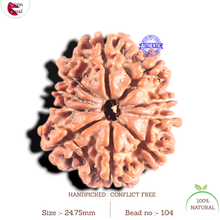 Load image into Gallery viewer, 10 Mukhi Nepalese Rudraksha - Bead No. 104