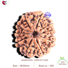 Load image into Gallery viewer, 10 Mukhi Nepalese Rudraksha - Bead No. 106