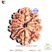 Load image into Gallery viewer, 10 Mukhi Nepalese Rudraksha - Bead No 137