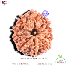 Load image into Gallery viewer, 10 Mukhi Nepalese Rudraksha - Bead No 145