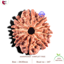 Load image into Gallery viewer, 10 Mukhi Nepalese Rudraksha - Bead No 147