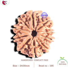 Load image into Gallery viewer, 10 Mukhi Nepalese Rudraksha - Bead No 195