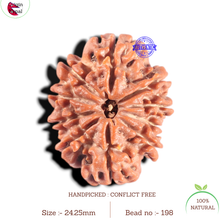 Load image into Gallery viewer, 10 Mukhi Nepalese Rudraksha - Bead No 198