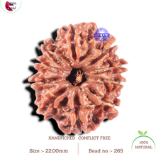Load image into Gallery viewer, 10 Mukhi Nepalese Rudraksha - Bead No. 265