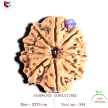 Load image into Gallery viewer, 10 Mukhi Nepalese Rudraksha - Bead No 344