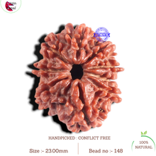 Load image into Gallery viewer, 9 Mukhi Nepalese Rudraksha - Bead No. 148