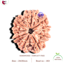 Load image into Gallery viewer, 9 Mukhi Nepalese Rudraksha - Bead No 163