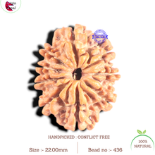 Load image into Gallery viewer, 9 Mukhi Nepalese Rudraksha - Bead No. 436