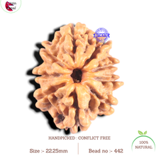 Load image into Gallery viewer, 9 Mukhi Nepalese Rudraksha - Bead No. 442