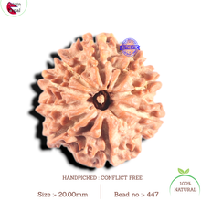Load image into Gallery viewer, 9 Mukhi Nepalese Rudraksha - Bead No. 447