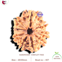 Load image into Gallery viewer, 9 Mukhi Nepalese Rudraksha - Bead No. 457