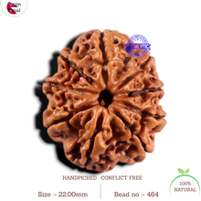 Load image into Gallery viewer, 9 Mukhi Nepalese Rudraksha - Bead No. 464