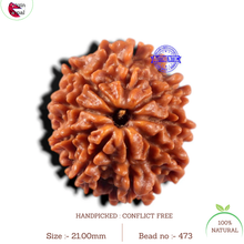 Load image into Gallery viewer, 9 Mukhi Nepalese Rudraksha - Bead No. 473