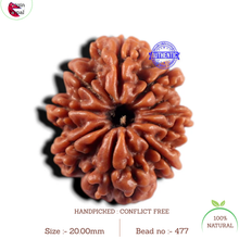 Load image into Gallery viewer, 9 Mukhi Nepalese Rudraksha - Bead No. 477
