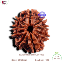 Load image into Gallery viewer, 9 Mukhi Nepalese Rudraksha - Bead No. 480