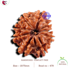 Load image into Gallery viewer, 9 Mukhi Nepalese Rudraksha - Bead No. 479