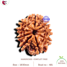 Load image into Gallery viewer, 9 Mukhi Nepalese Rudraksha - Bead No. 481