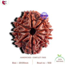 Load image into Gallery viewer, 9 Mukhi Nepalese Rudraksha - Bead No. 502