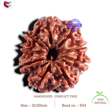 Load image into Gallery viewer, 9 Mukhi Nepalese Rudraksha - Bead No. 504