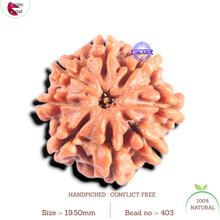 Load image into Gallery viewer, 8 Mukhi Nepalese Rudraksha - Bead No. 403