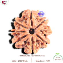 Load image into Gallery viewer, 8 Mukhi Nepalese Rudraksha - Bead No.419